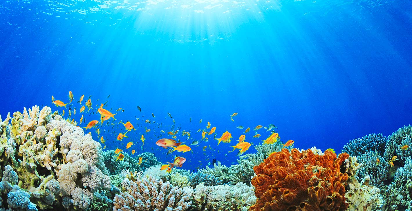 MSC Cruises To Become First Global Cruise Line With Carbon Neutral Marine Operations